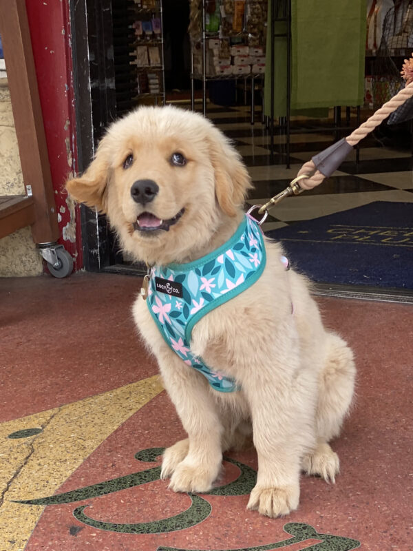 Fluffy Golden Retriever Puppy With Ears Flapping