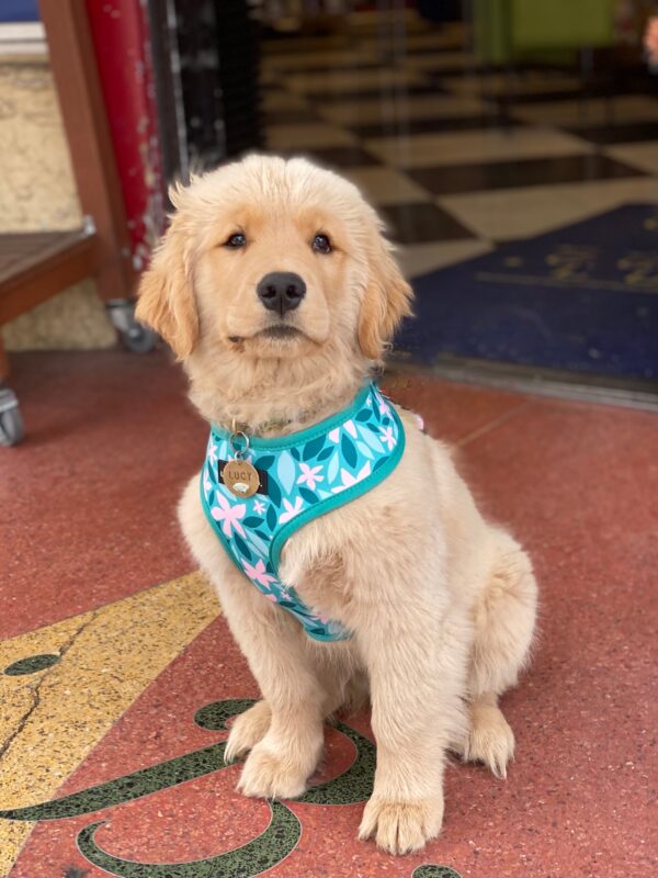 Fluffy Golden Retriever Puppy