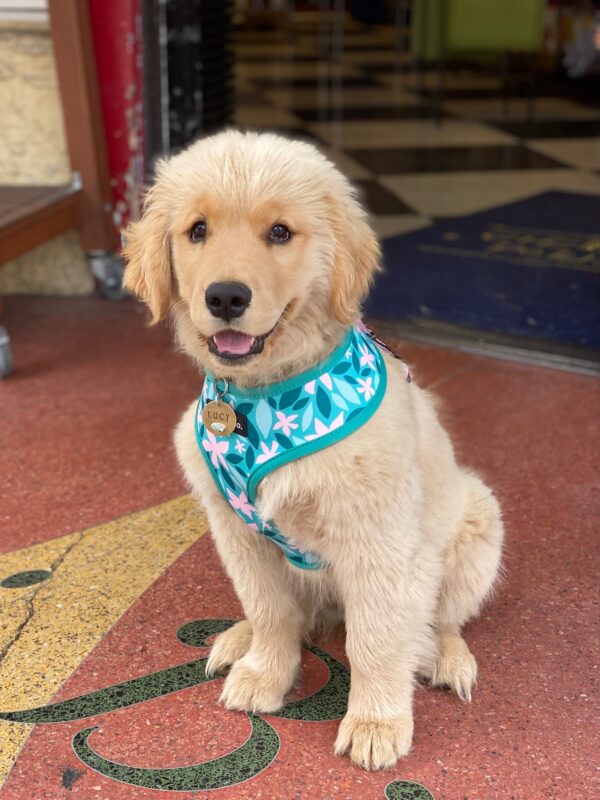 Fluffy Golden Retriever Puppy