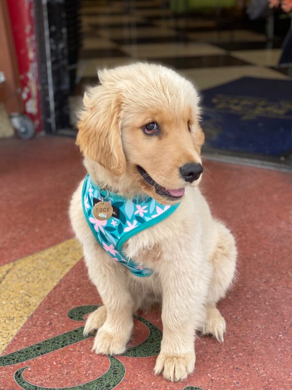 Fluffy Golden Retriever Puppy Looking Coy