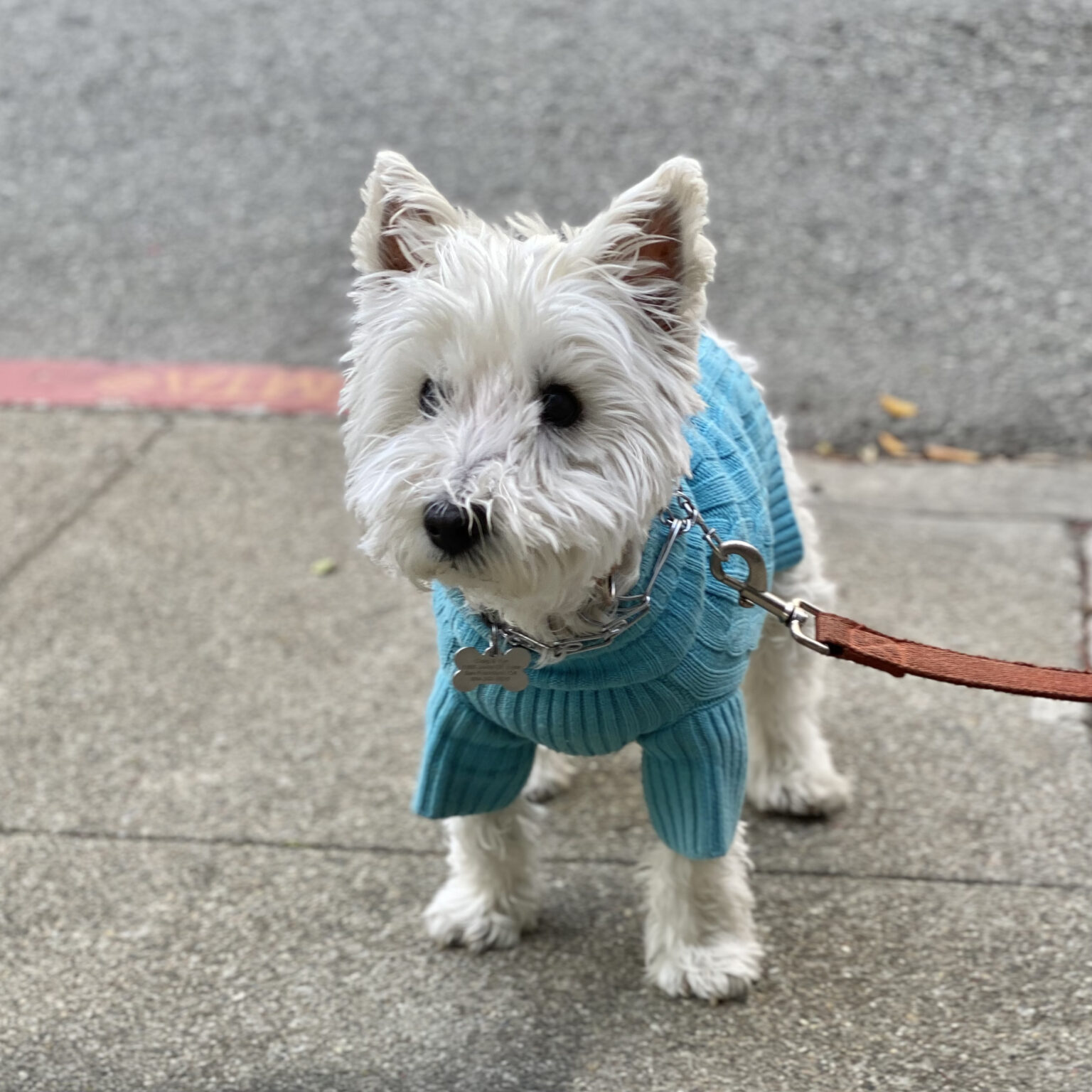 West Highland White Terrier In An Aqua Sweater