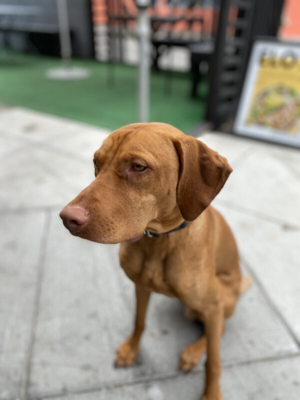 Eight Month Old Vizsla Looking Very Serious
