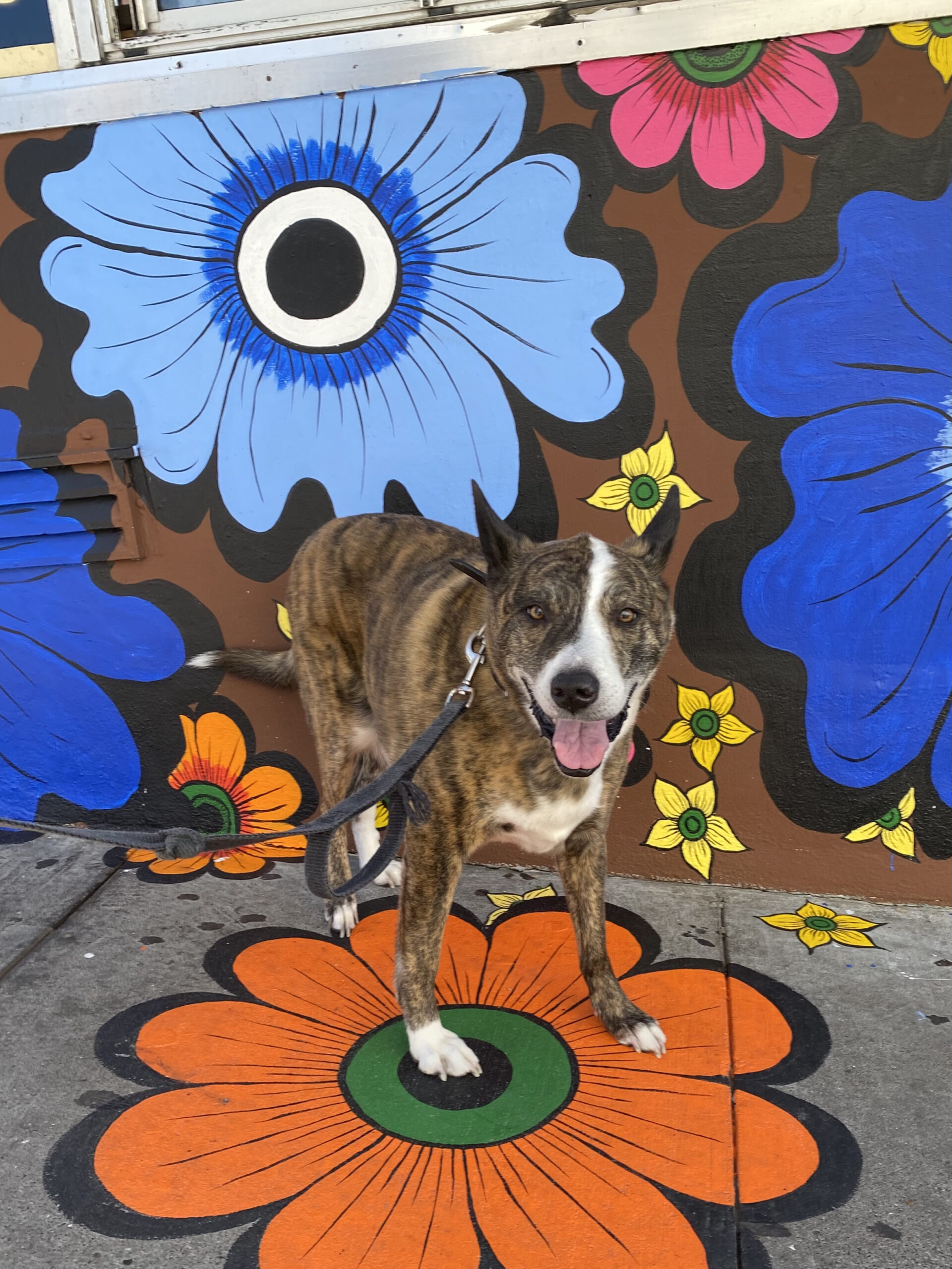 Pit Mix Standing In Front Of Flower Mural And Grinning