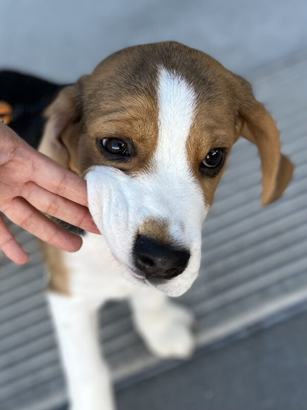 Someone Playing With The Jowls Of A Beagle Puppy