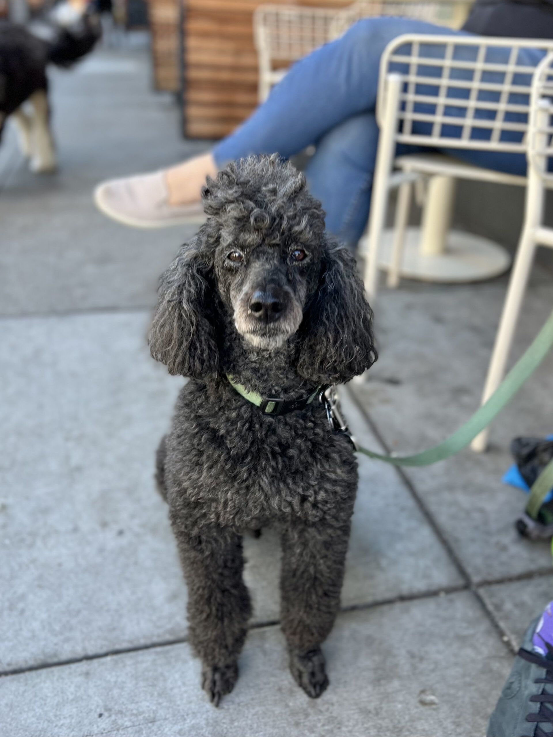 Grey Standard Poodle With White Muzzle
