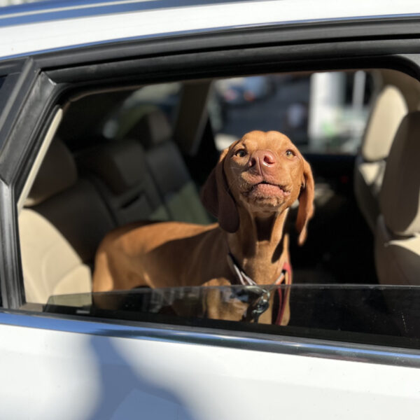 Vizsla Looking Goofy With Her Head Out A Car Window