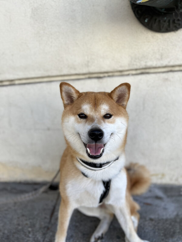Shiba Inu Grinning Widely