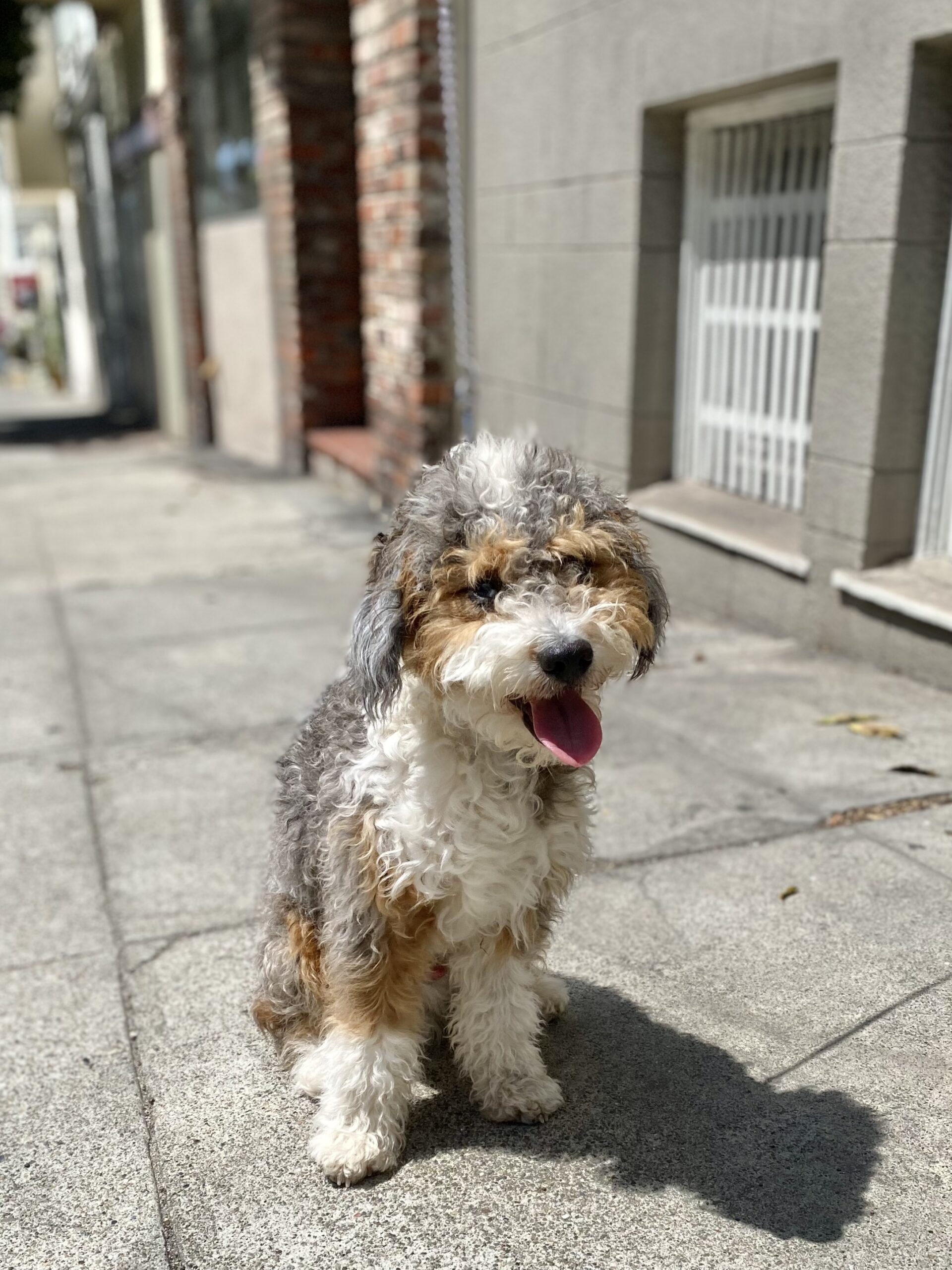 Dog Eve: Banksy the Australian Poodle Mix Puppy | The of San Francisco