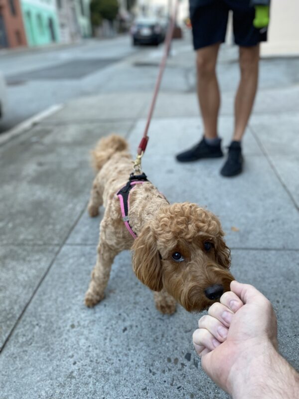 Golden Retriever Poodle Puppy Sniffing The Photographer's Hand
