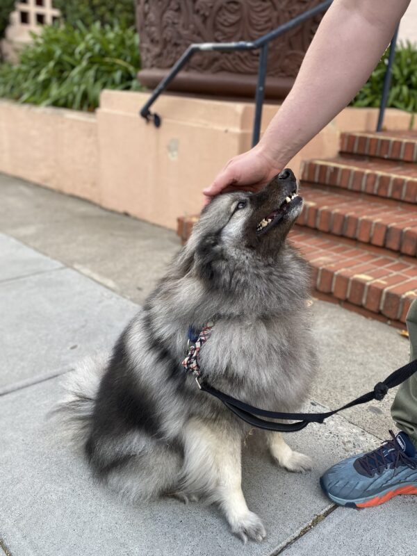 Fluffy Happy Keeshond Being Petted