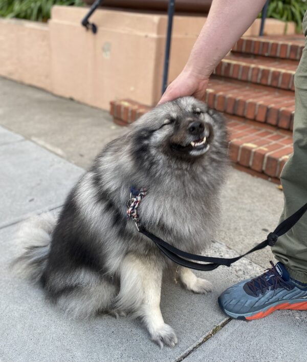 Fluffy Happy Keeshond Being Petted