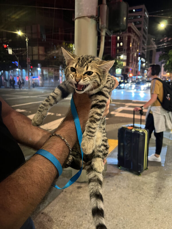 Man Holding Up Yowling Bengal Kitten