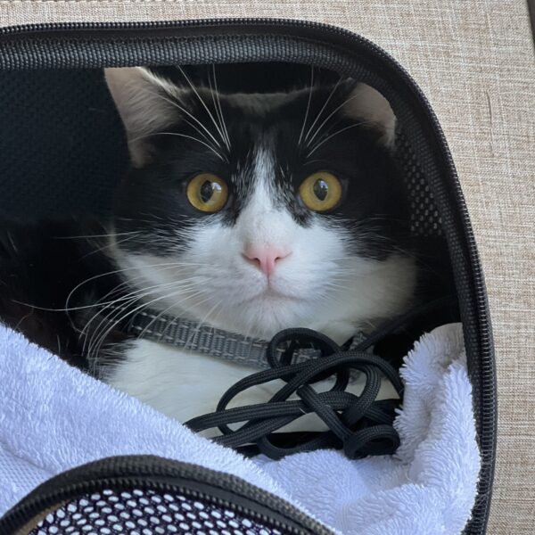Tuxedo Cat In A Cat Carrier