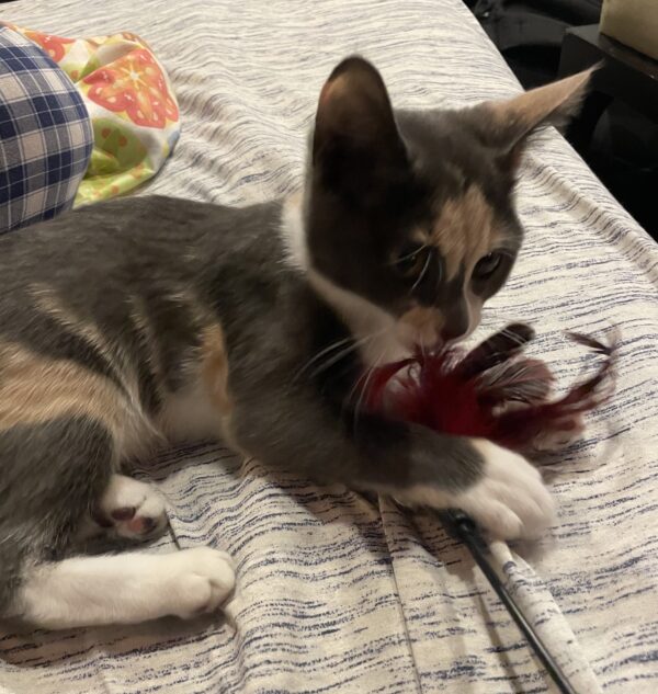 Calico Tabby Kitten Playing With Feathers