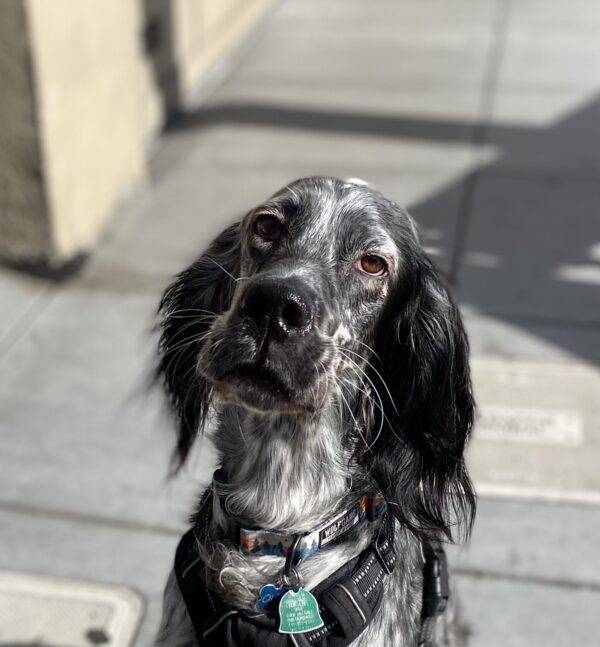 Black And White English Setter Tilting His Head To The Side