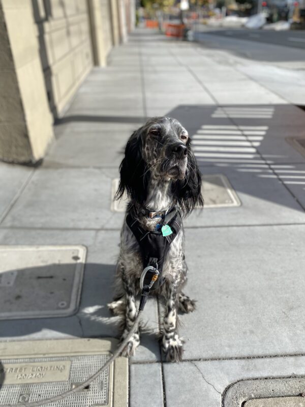 Black And White English Setter Looking Skeptical