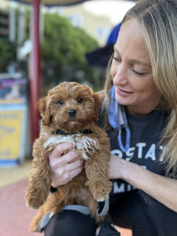 Woman Holding Cavalier King Charles Spaniel Poodle Mix Puppy