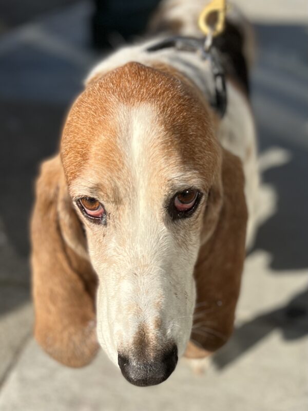 Basset Hound Looking Mournful