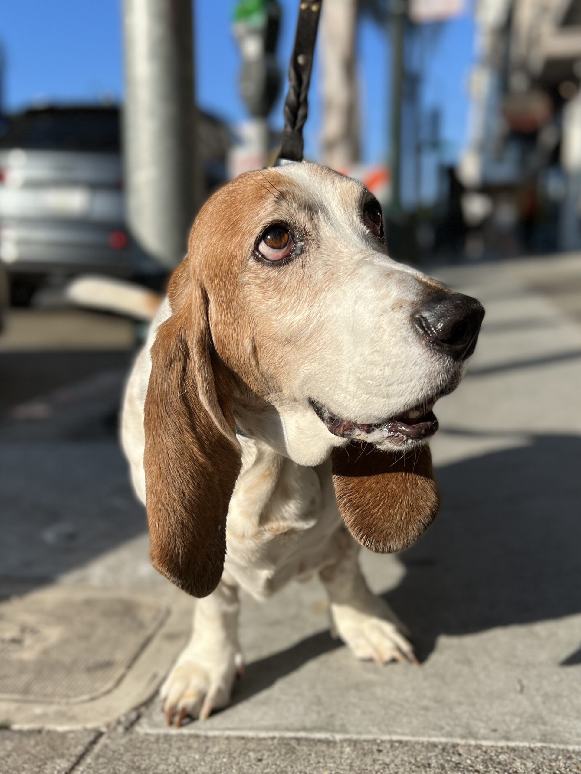 Bassett Hound Looking Up At His Owner
