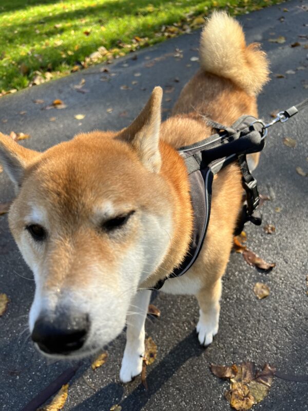 Shiba Inu Trying To Sniff The Camera