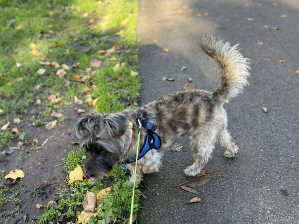 Terrier Mix Sniffing Dead Leaves