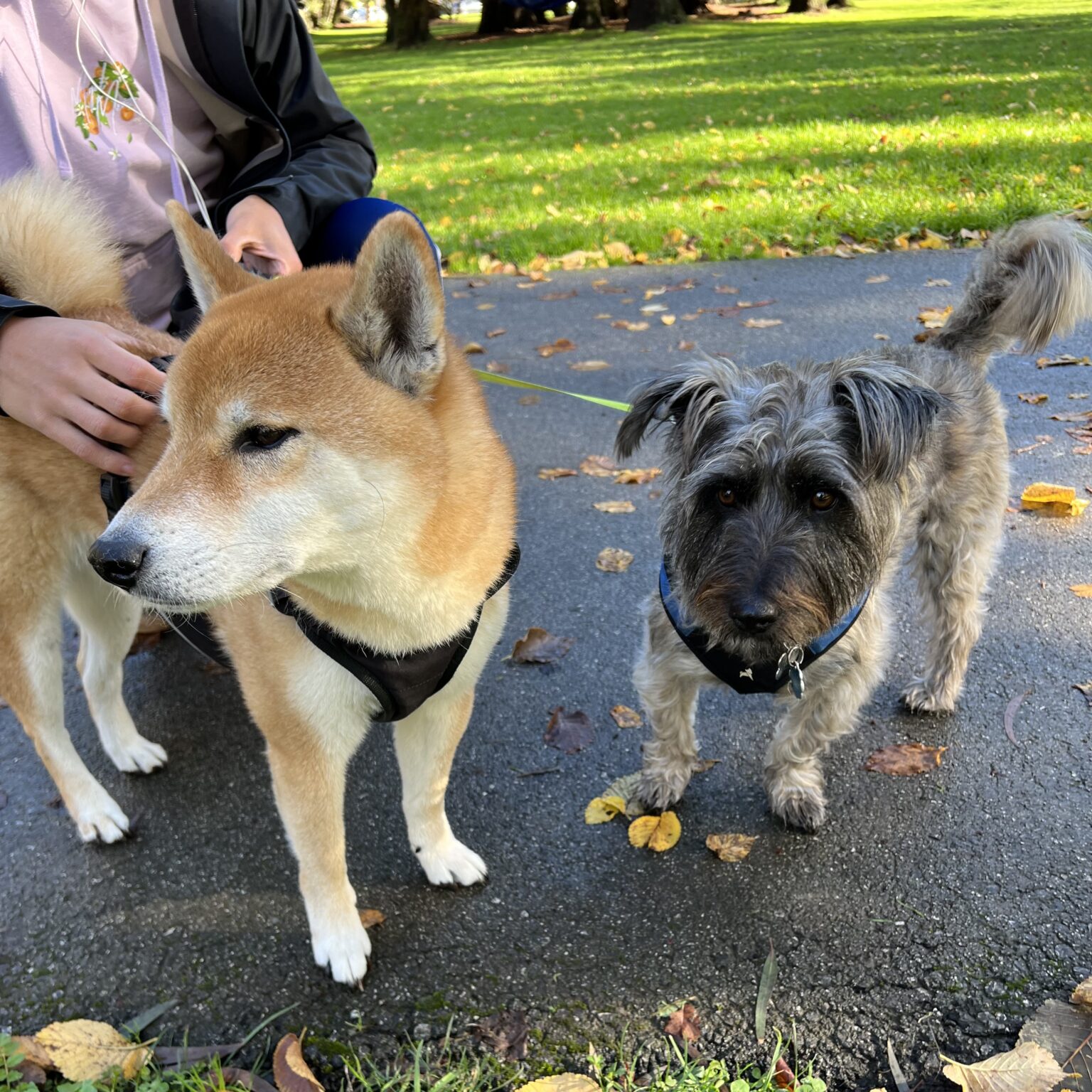 Shiba Inu And Scruffy Grey Terrier Mix
