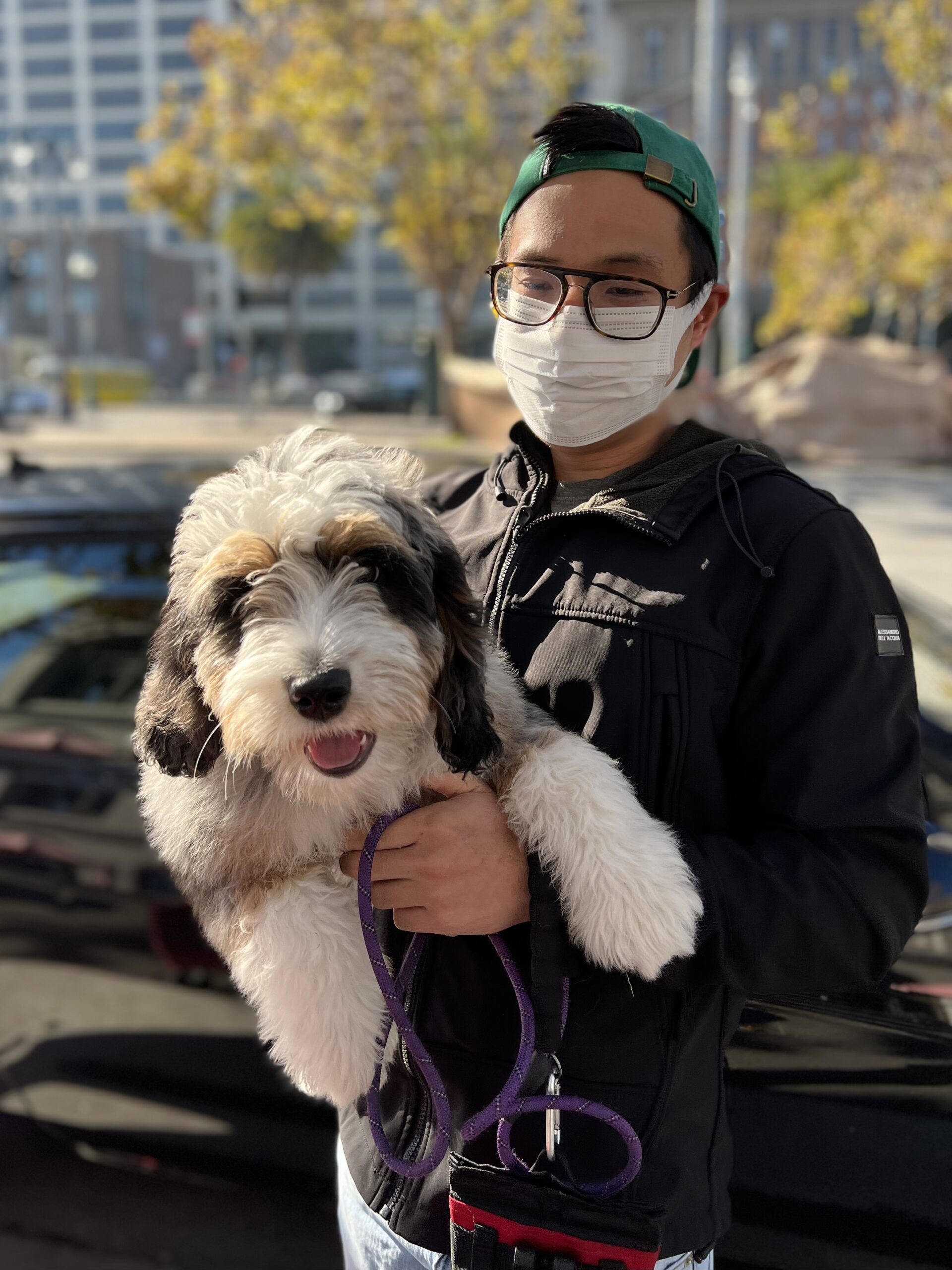 Man In Mask Holding Large Fluffy Bernese Mountain Dog Poodle Mix Puppy