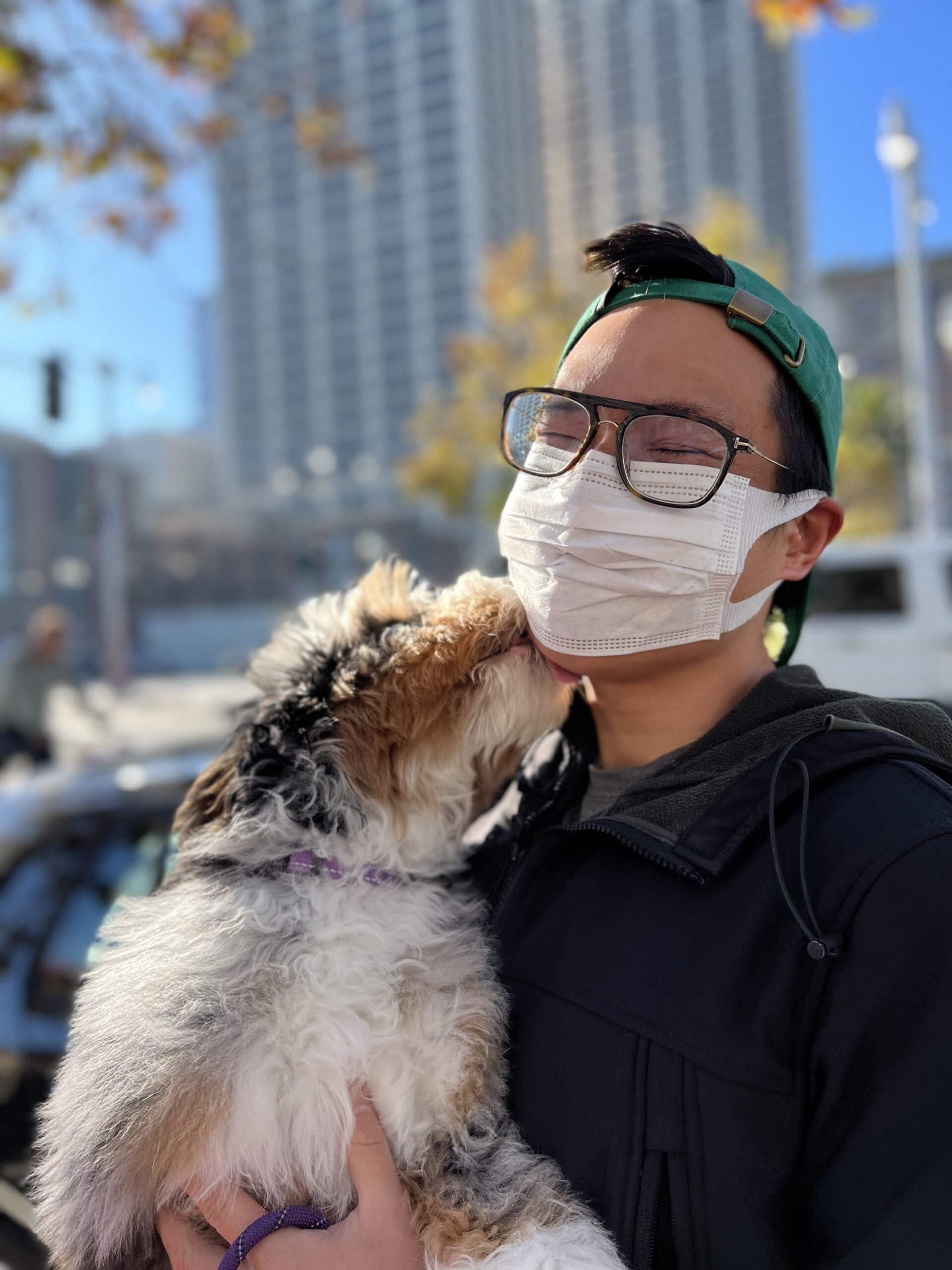 Man In Mask Holding Large Fluffy Bernese Mountain Dog Poodle Mix Puppy While She Licks His Face
