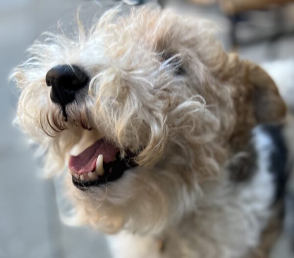 Delighted Wire Coated Fox Terrier