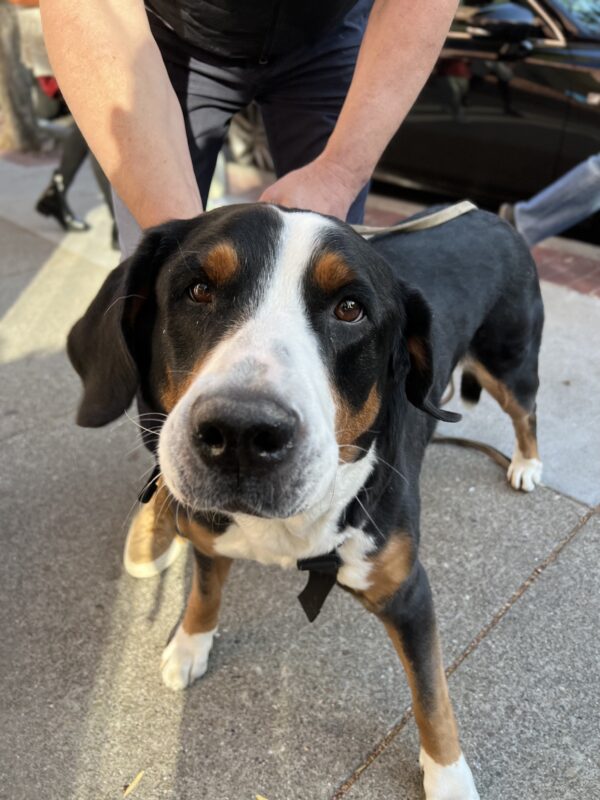 Greater Swiss Mountain Dog Staring Soulfully Into The Camera