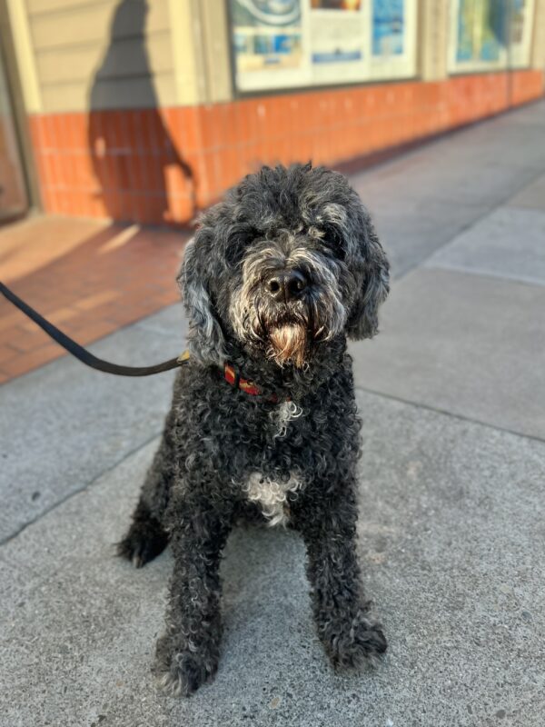 Black Portuguese Water Dog With White Marks And A White Goatee