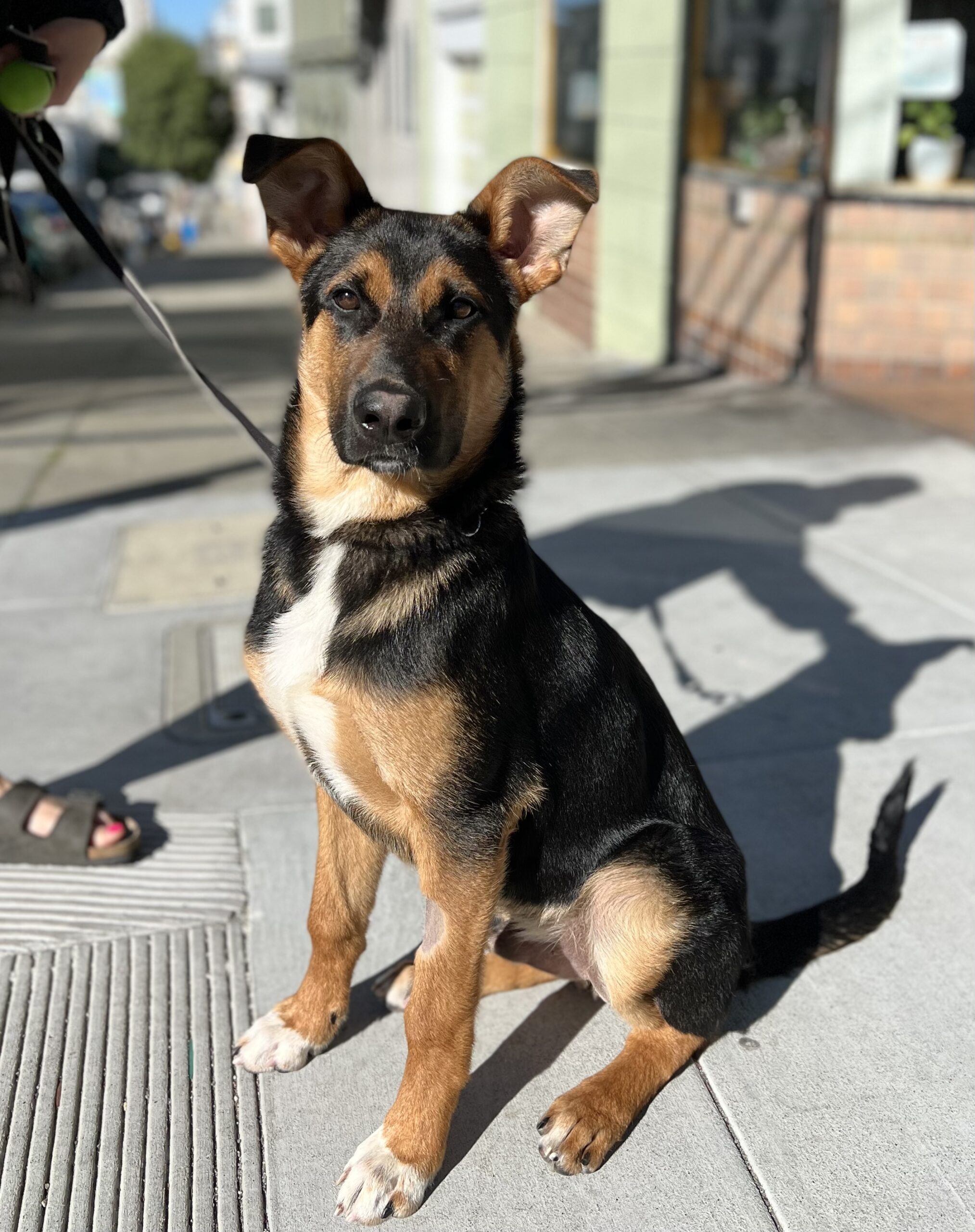 Dog Of The Day Bruno The German Shepherd Mix Puppy The Dogs Of 