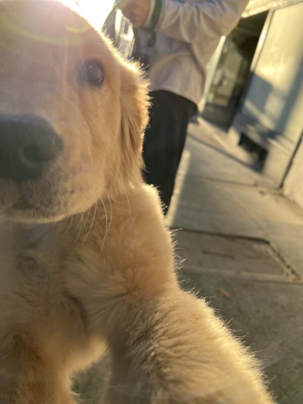 Golden Retriever Puppy Selfie