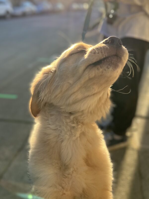Golden Retriever Puppy Basking In The Sun