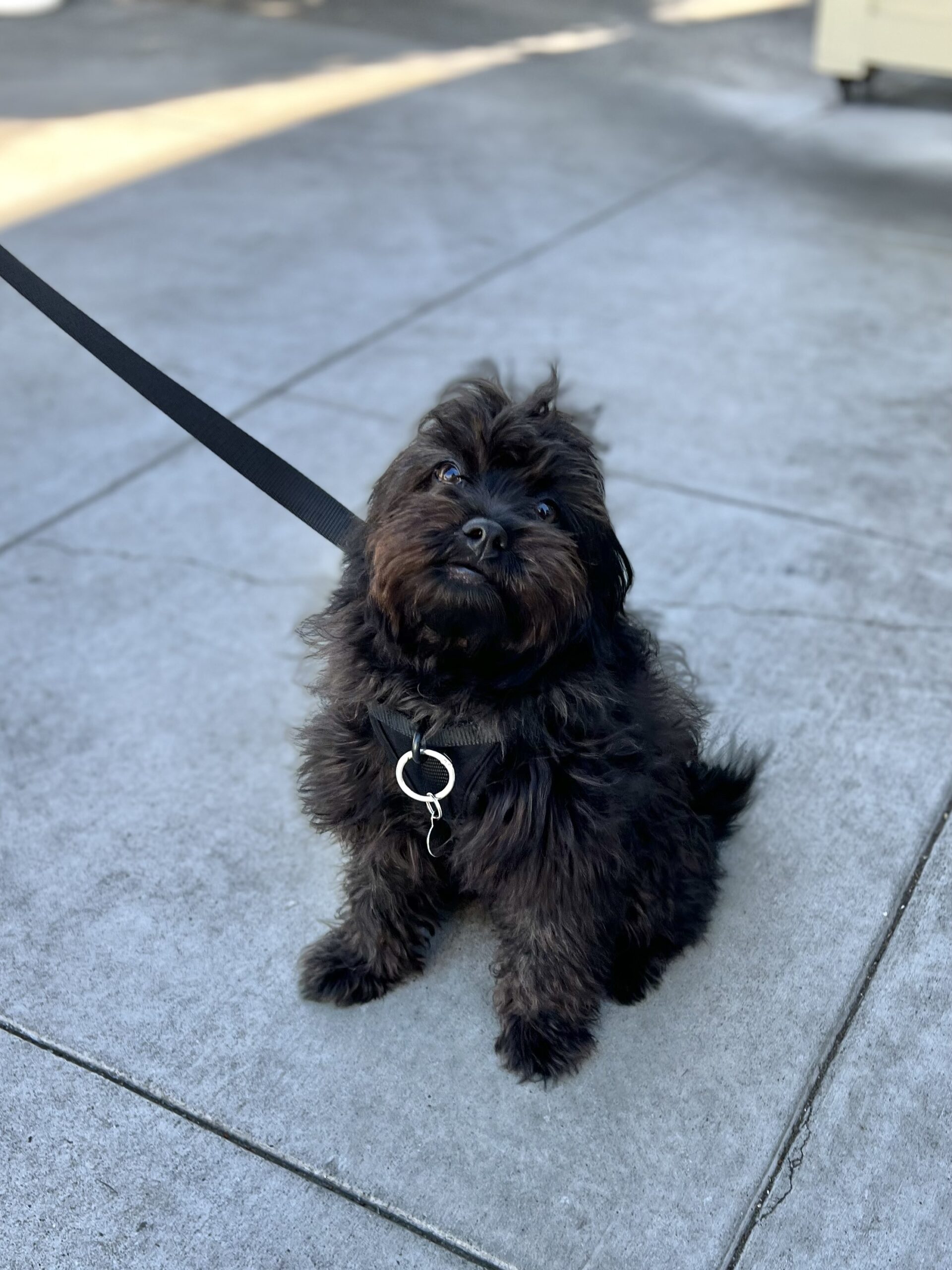 Small Black Aussiedoodle Puppy