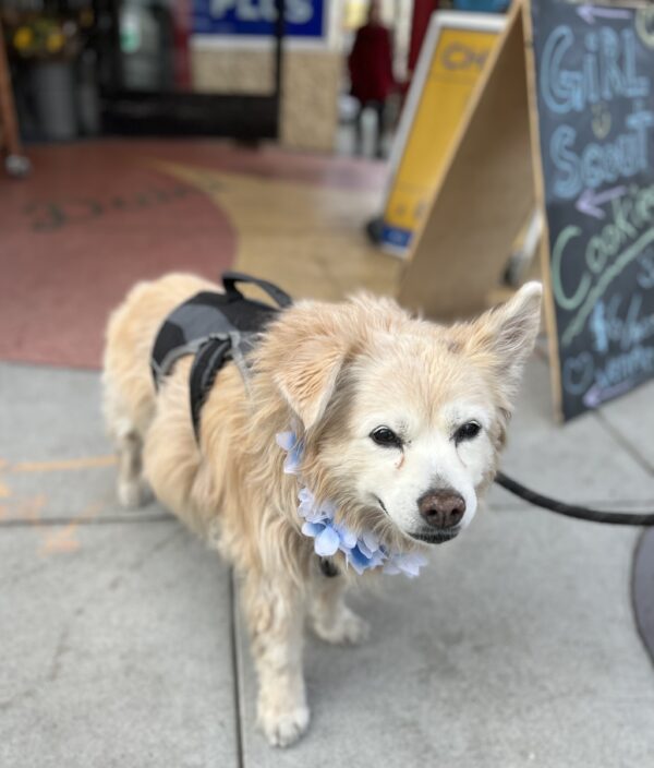 Old Border Collie Nova Scotia Duck-Tolling Retriever Mix With One Ear Up