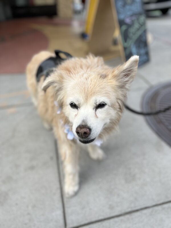 Old Border Collie Nova Scotia Duck-Tolling Retriever Mix