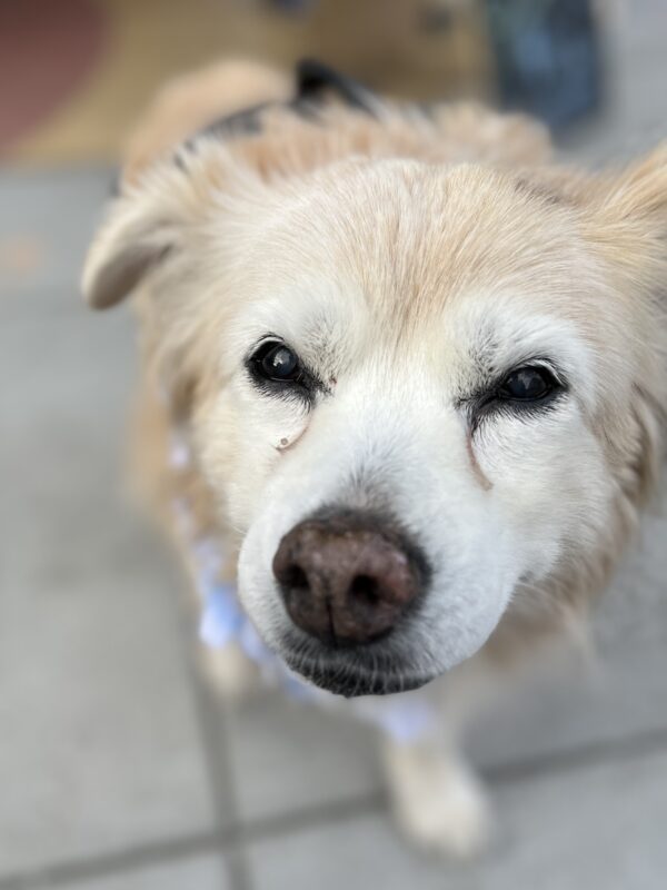 Old Border Collie Nova Scotia Duck-Tolling Retriever Mix