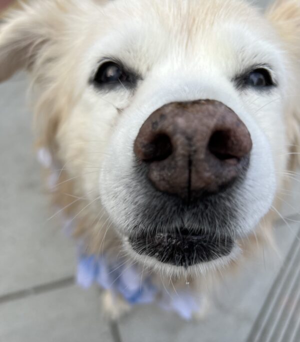 Old Border Collie Nova Scotia Duck-Tolling Retriever Mix Sticking Her Nose Into The Camera