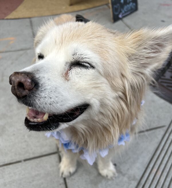 Old Border Collie Nova Scotia Duck-Tolling Retriever Mix Grinning