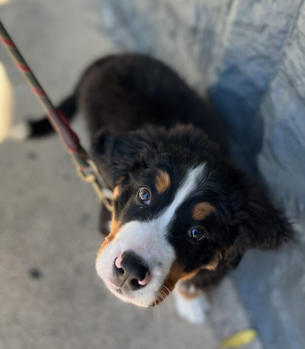 Two Month Old Bernese Mountain Dog Puppy 