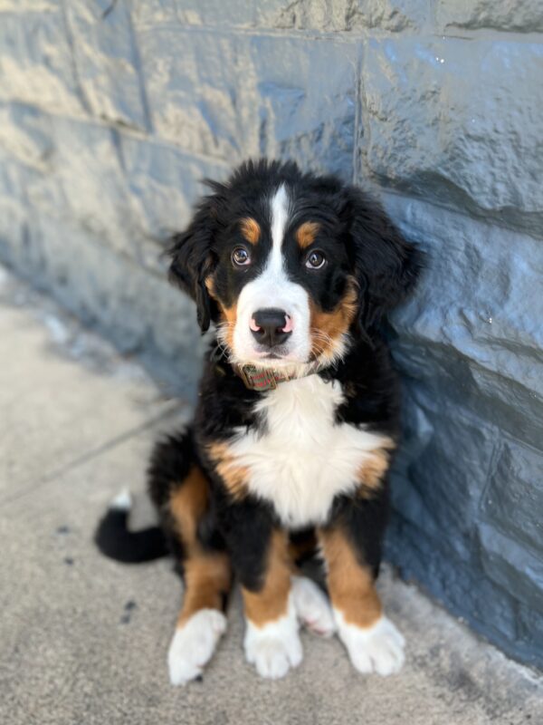 Two Month Old Bernese Mountain Dog Puppy