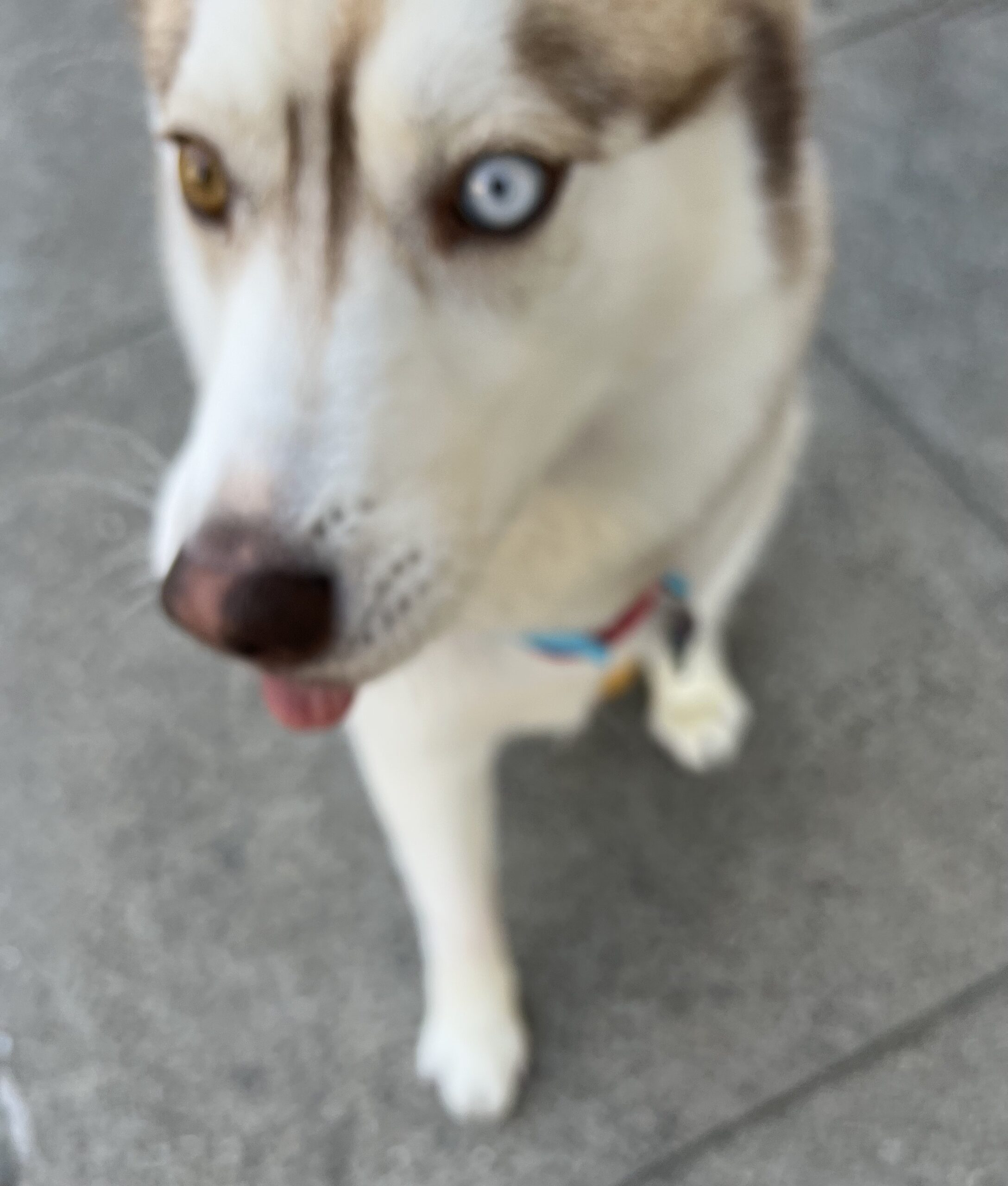 Siberian Husky With Heterochromia Looking Extremely Derpy