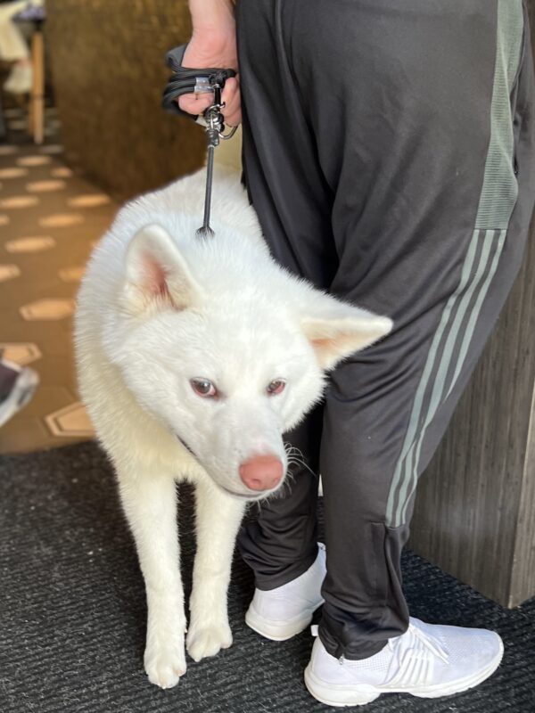 White Siberian Husky With A Pink Nose