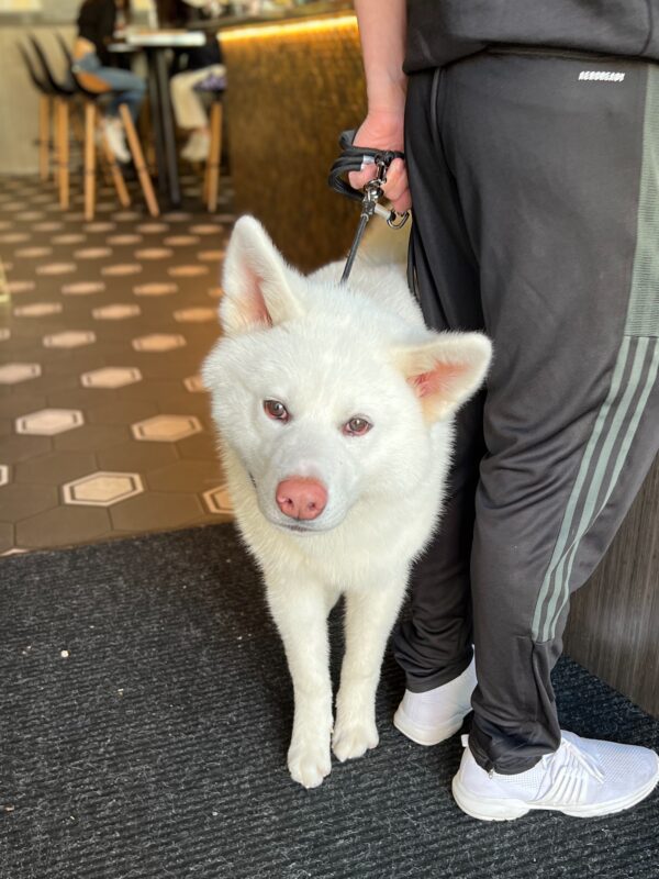 White Siberian Husky With A Pink Nose