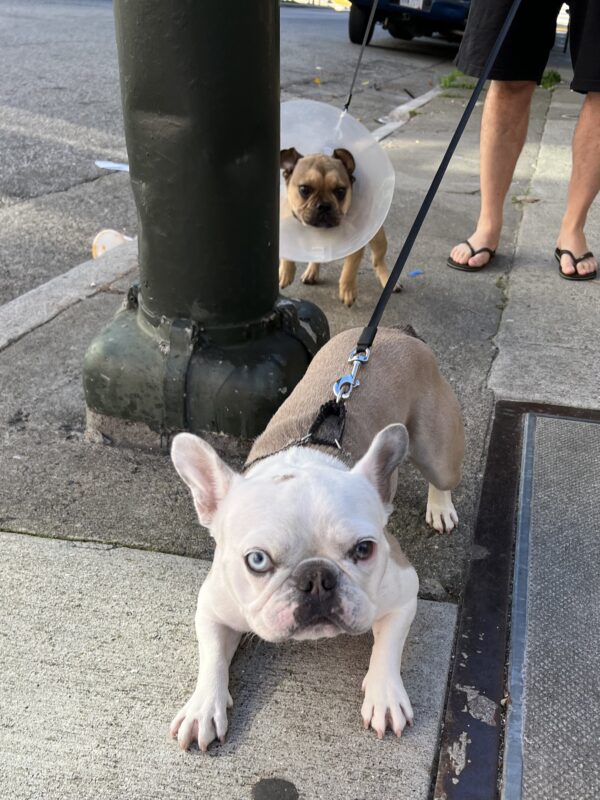 Two French Bulldogs, One With One Blue Eye And One With The Cone Of Shame