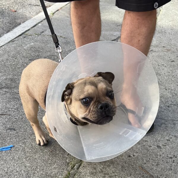 French Bulldog In A Cone Of Shame