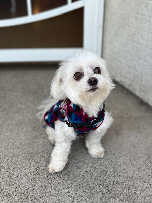 Maltese Dog In A Cute Sweatshirt