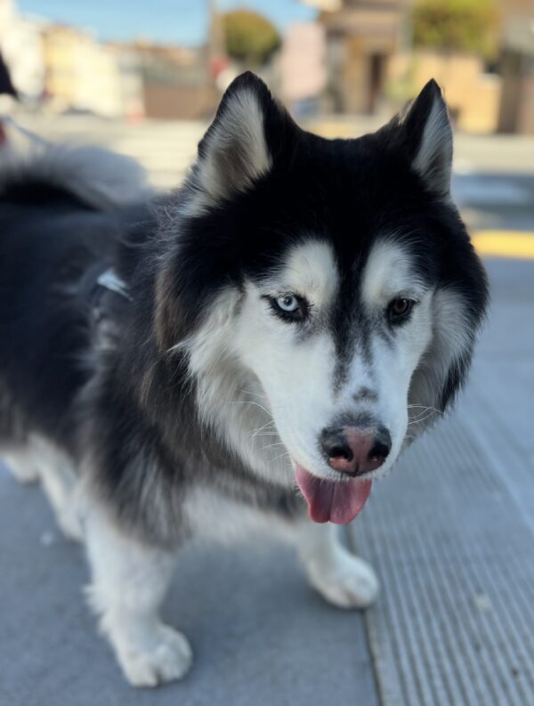 Siberian Husky With One Blue Eye And A Striped Nose