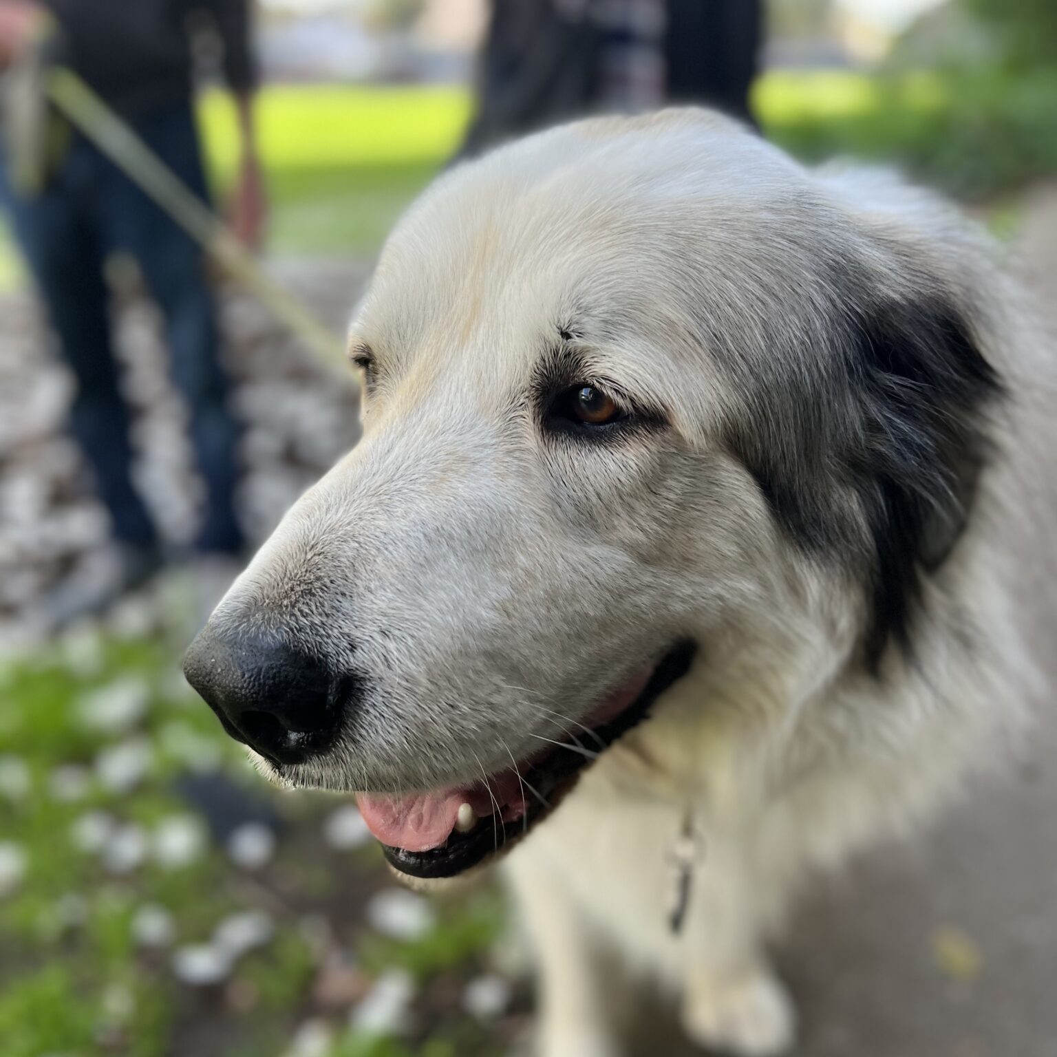 White Great Pyrenees Dog With Black Ears